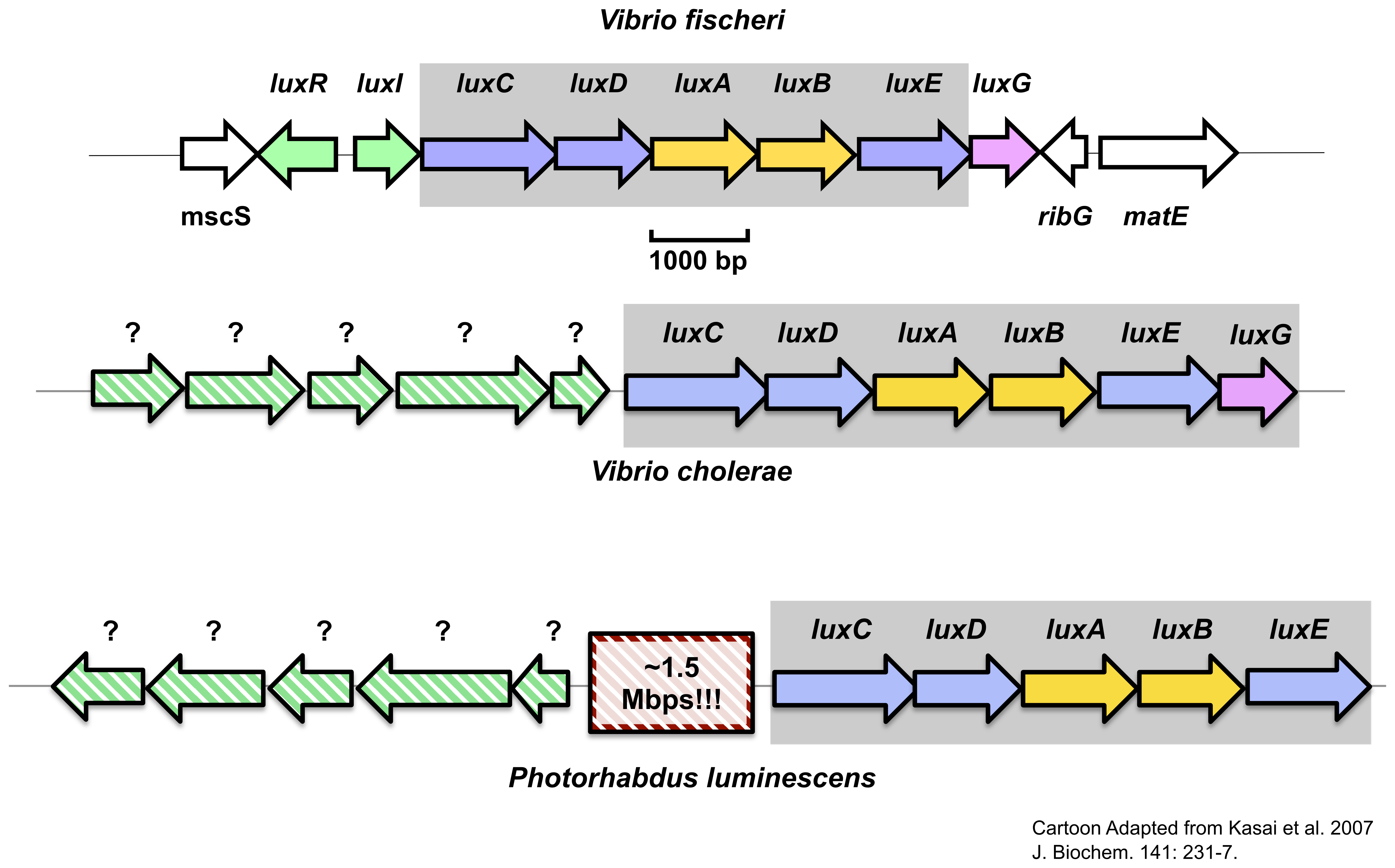 Specific Aims Photorhablab